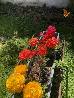 Giardino con fiori variopinti e colorati in piena fioritura